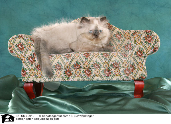 persian kitten colourpoint on sofa / SS-09910