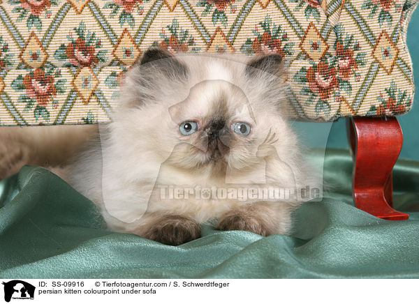 persian kitten colourpoint under sofa / SS-09916