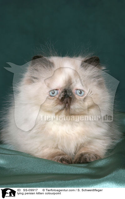 lying persian kitten colourpoint / SS-09917