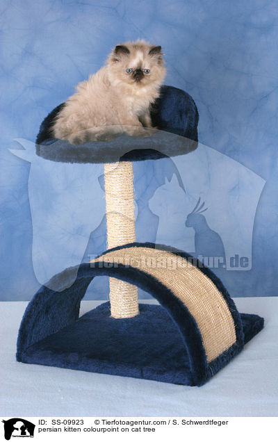 persian kitten colourpoint on cat tree / SS-09923