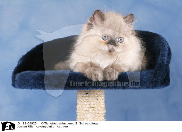 persian kitten colourpoint on cat tree / SS-09925