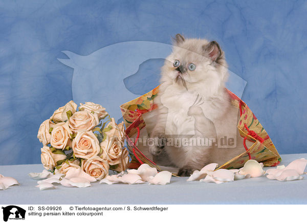 sitting persian kitten colourpoint / SS-09926