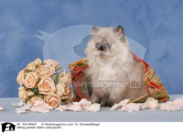 sitting persian kitten colourpoint / SS-09927