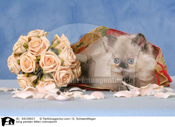 lying persian kitten colourpoint / SS-09931