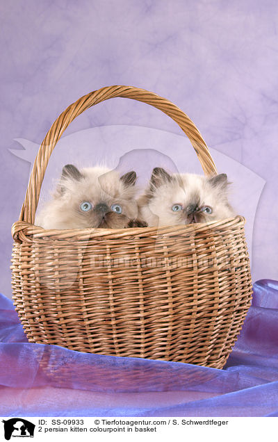 2 persian kitten colourpoint in basket / SS-09933