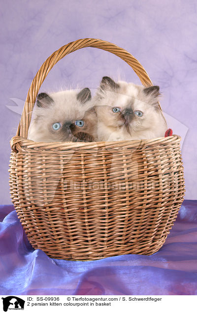 2 persian kitten colourpoint in basket / SS-09936