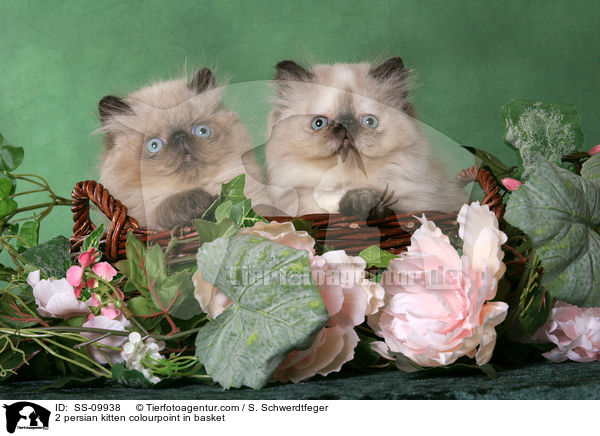2 persian kitten colourpoint in basket / SS-09938