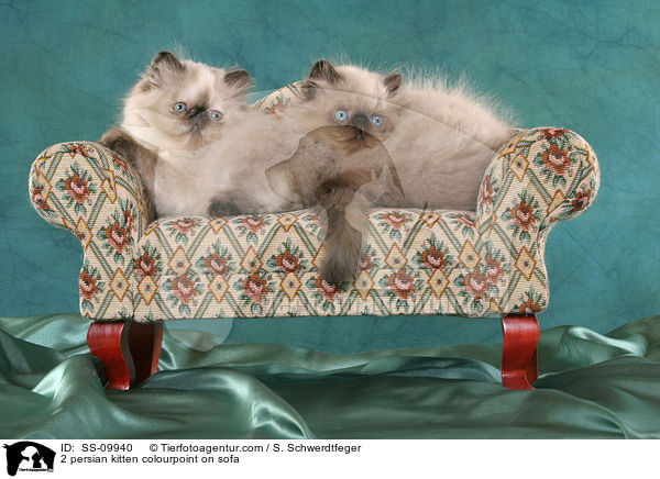 2 persian kitten colourpoint on sofa / SS-09940