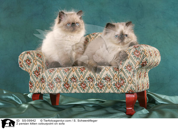 2 persian kitten colourpoint on sofa / SS-09942
