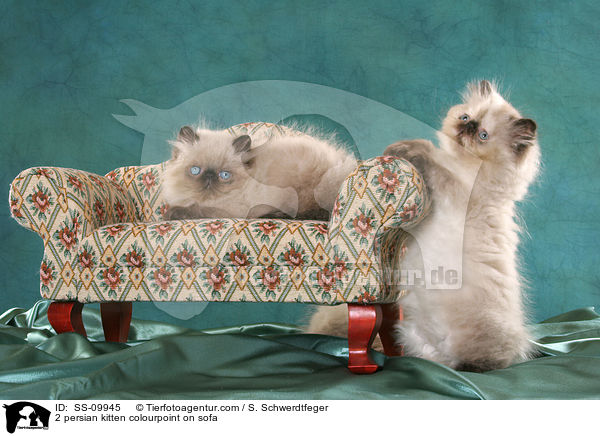 2 persian kitten colourpoint on sofa / SS-09945
