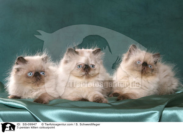 3 persian kitten colourpoint / SS-09947
