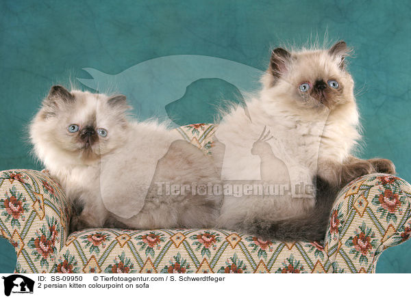 2 persian kitten colourpoint on sofa / SS-09950