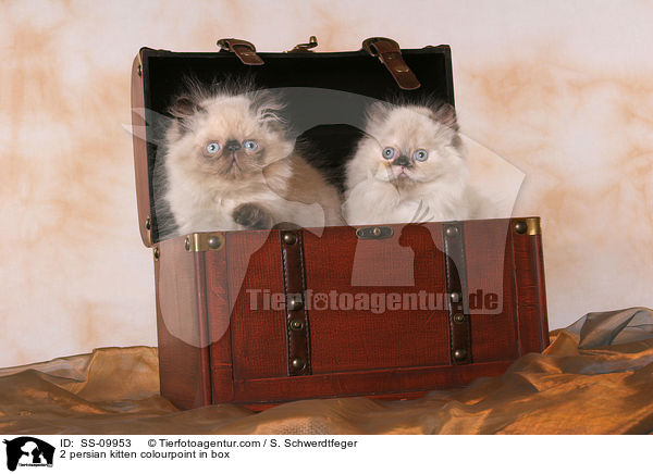 2 persian kitten colourpoint in box / SS-09953