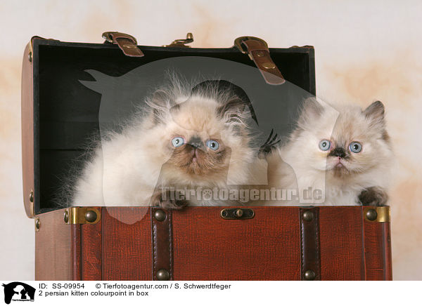 2 persian kitten colourpoint in box / SS-09954