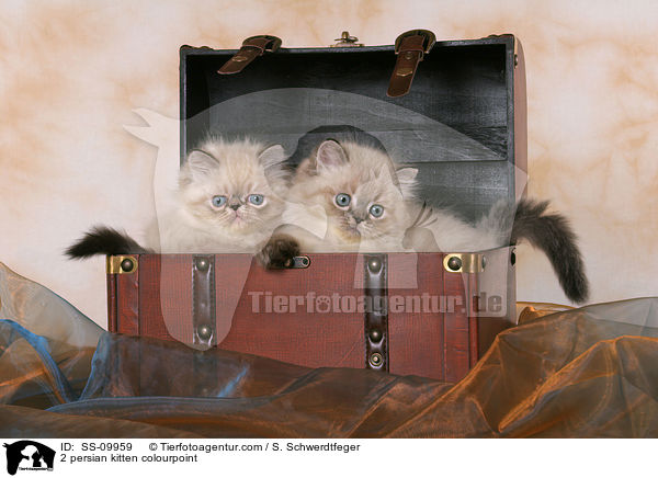 2 persian kitten colourpoint / SS-09959