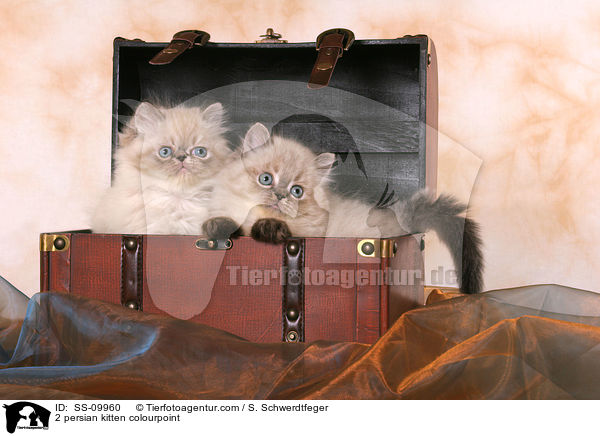 2 persian kitten colourpoint / SS-09960