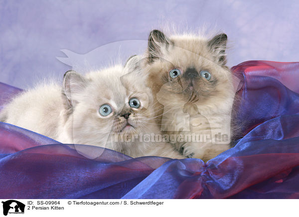 2 Perser Colourpoint Ktzchen / 2 Persian Kitten / SS-09964