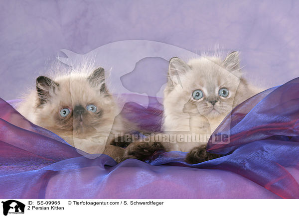 2 Persian Kitten / SS-09965