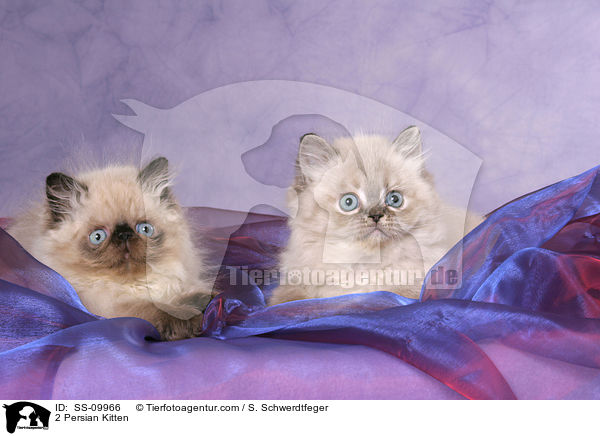 2 Persian Kitten / SS-09966