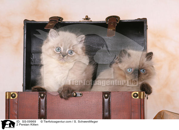 2 Persian Kitten / SS-09969