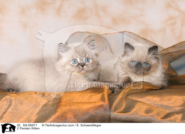 2 Persian Kitten / SS-09971