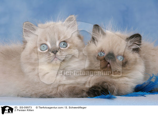 2 Persian Kitten / SS-09973