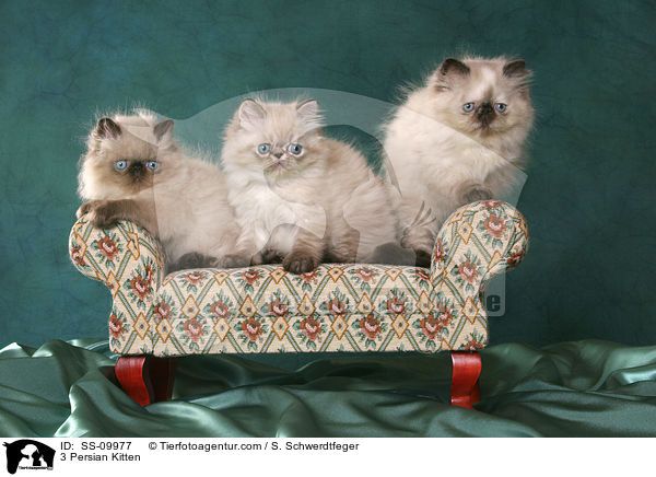 3 Persian Kitten / SS-09977