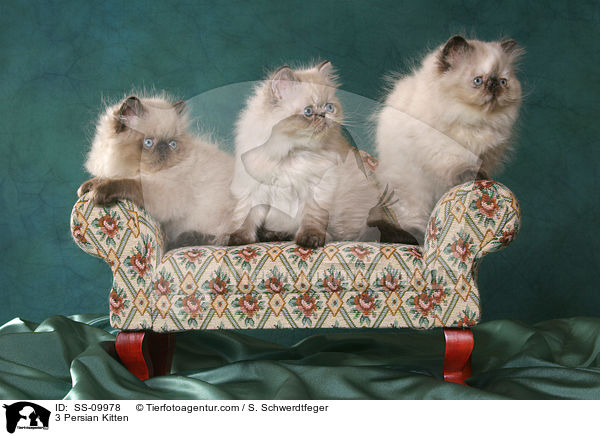 3 Persian Kitten / SS-09978