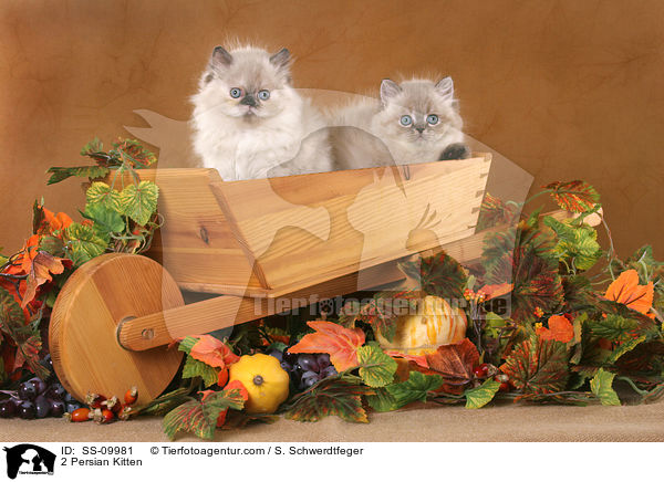 2 Perser Colourpoint Ktzchen / 2 Persian Kitten / SS-09981