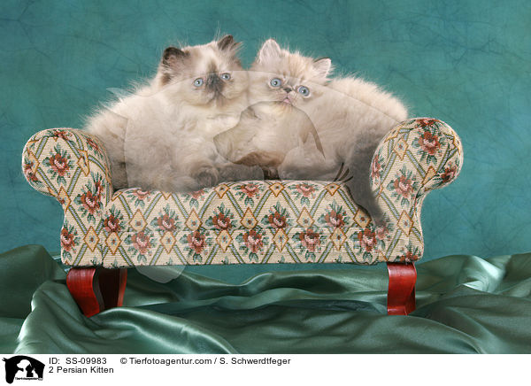 2 Perser Colourpoint Ktzchen / 2 Persian Kitten / SS-09983