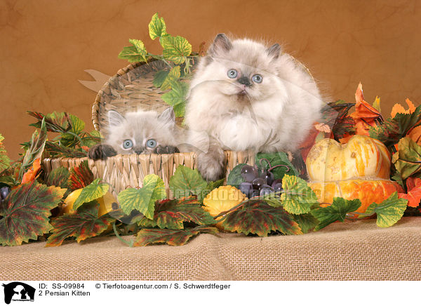 2 Persian Kitten / SS-09984