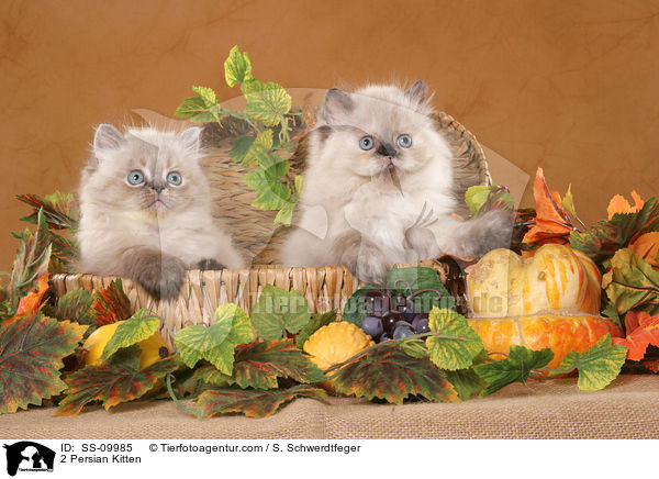 2 Persian Kitten / SS-09985