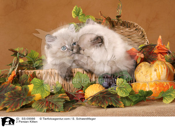 2 Persian Kitten / SS-09986