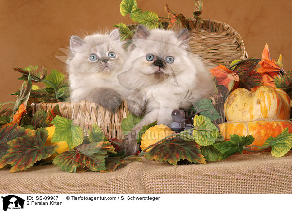 2 Persian Kitten / SS-09987