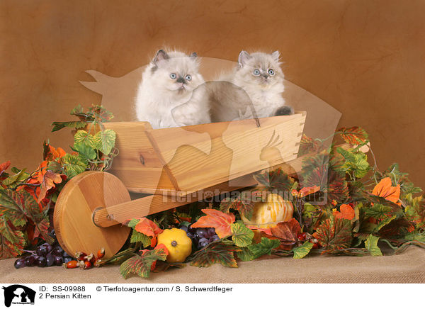 2 Persian Kitten / SS-09988