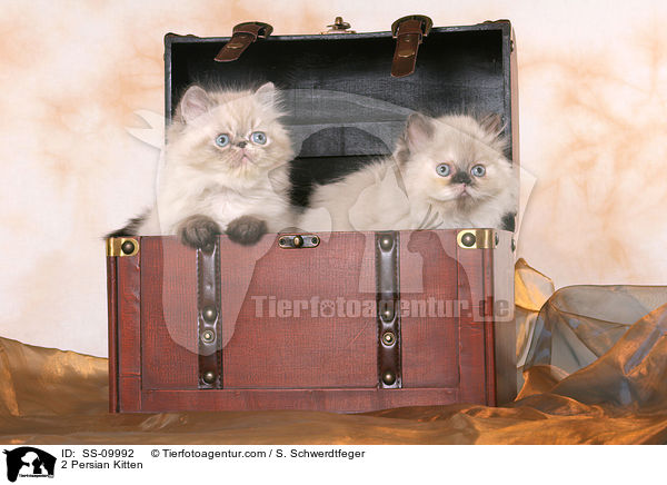 2 Persian Kitten / SS-09992