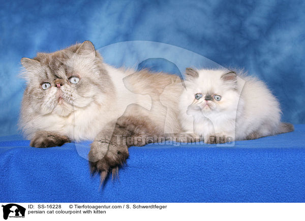 persian cat colourpoint with kitten / SS-16228