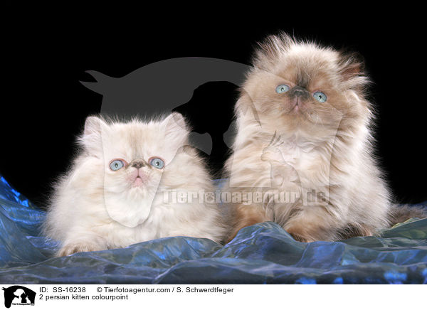 2 persian kitten colourpoint / SS-16238