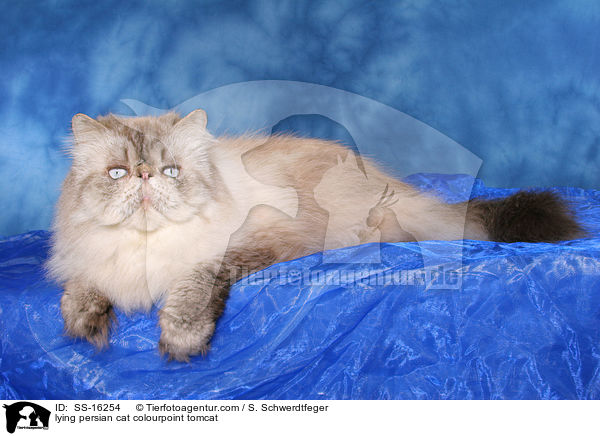 liegender Perser Colourpoint Kater / lying persian cat colourpoint tomcat / SS-16254