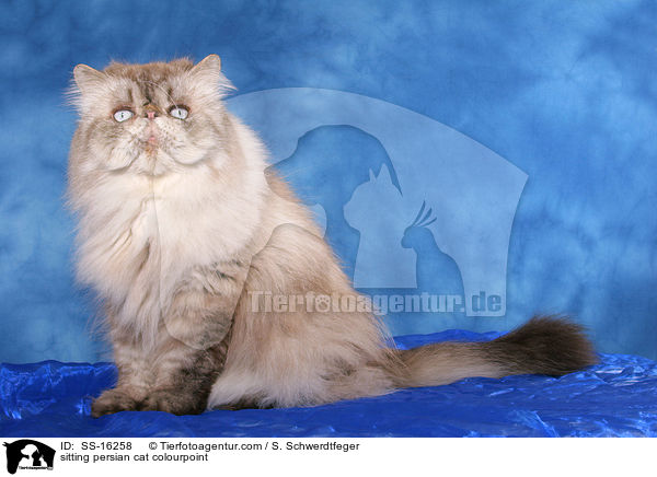 sitzender Perser Colourpoint Kater / sitting persian cat colourpoint / SS-16258