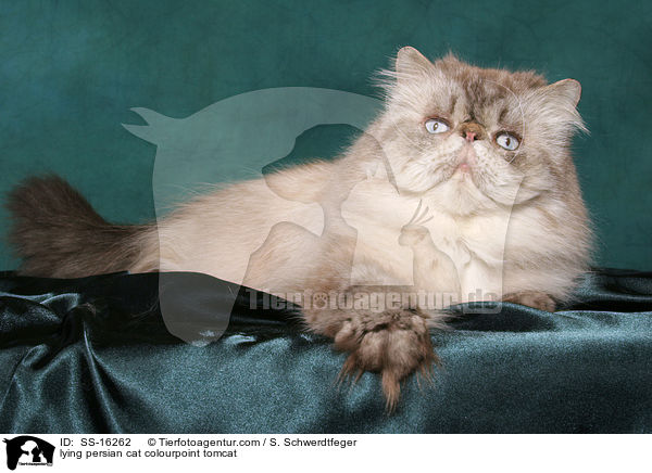 lying persian cat colourpoint tomcat / SS-16262