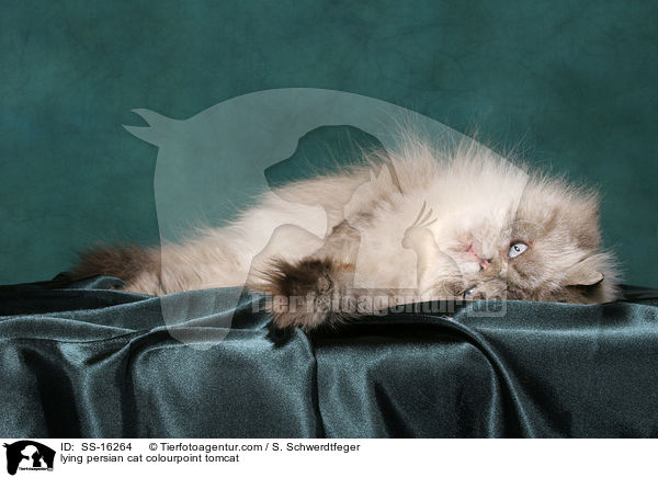 liegender Perser Colourpoint Kater / lying persian cat colourpoint tomcat / SS-16264
