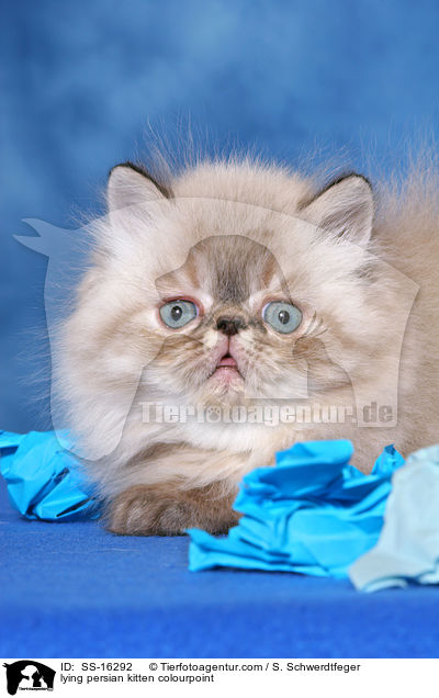 lying persian kitten colourpoint / SS-16292