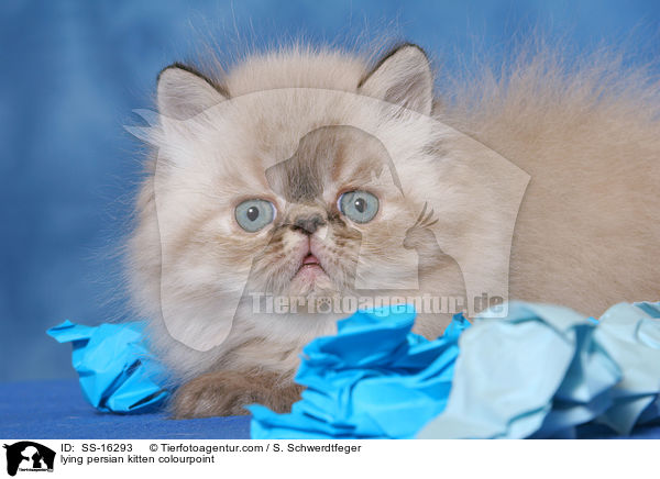lying persian kitten colourpoint / SS-16293