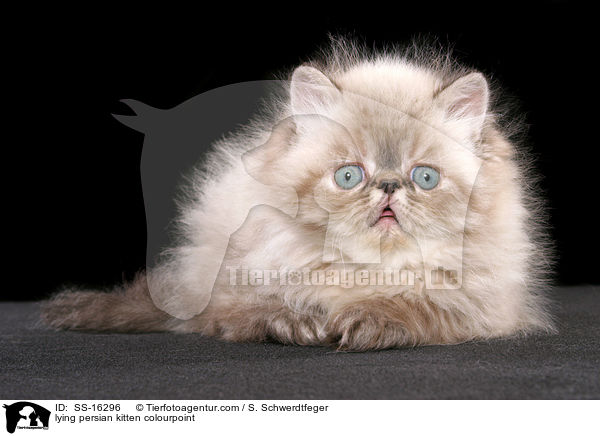 lying persian kitten colourpoint / SS-16296