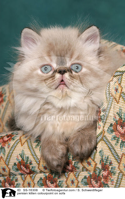 persian kitten colourpoint on sofa / SS-16308