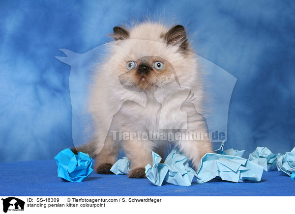 standing persian kitten colourpoint / SS-16309