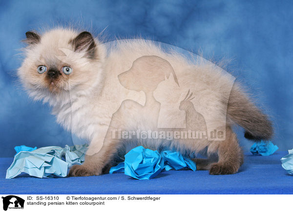 standing persian kitten colourpoint / SS-16310