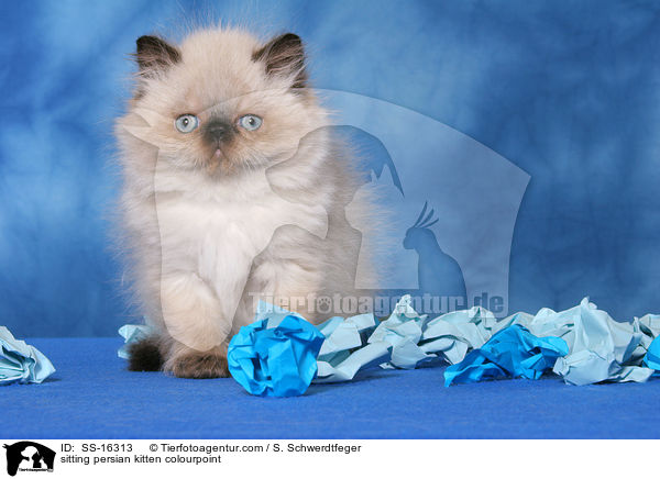 sitting persian kitten colourpoint / SS-16313