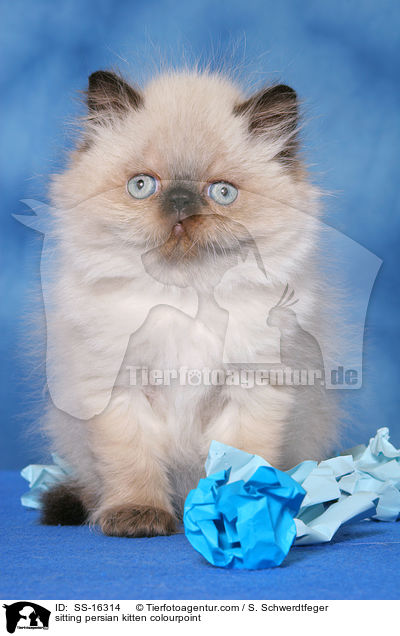 sitting persian kitten colourpoint / SS-16314